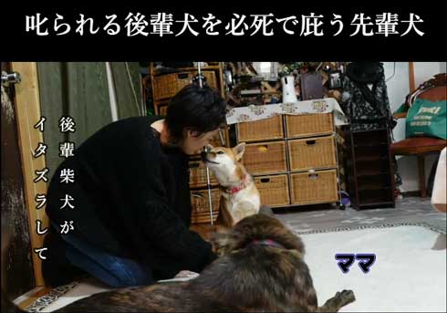 前回まめ