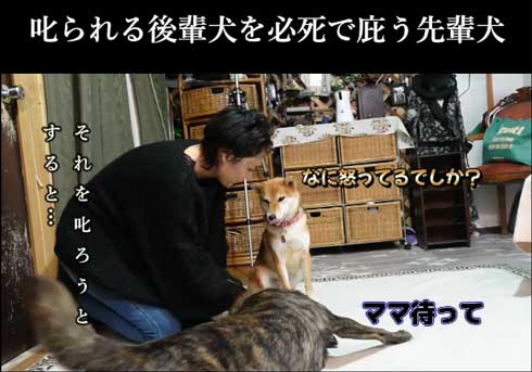 間に入る甲斐犬
