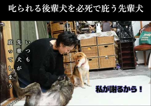 あお向けになる甲斐犬