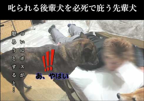 察知した甲斐犬