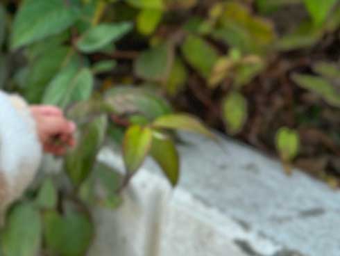 パパ 葉っぱ 子ども 言葉 話し始め かわいい 言い間違い