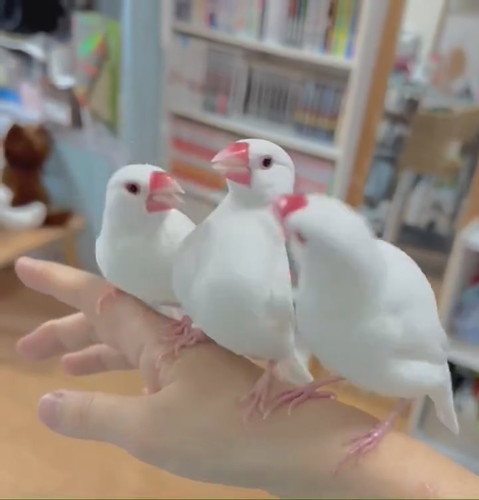チンピラーズ文鳥のケンカにより……