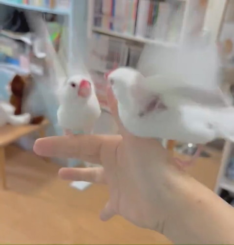 チンピラーズ文鳥のケンカにより……