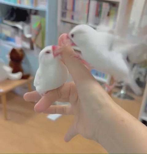 チンピラーズ文鳥のケンカにより……
