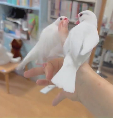 チンピラーズ文鳥のケンカにより……