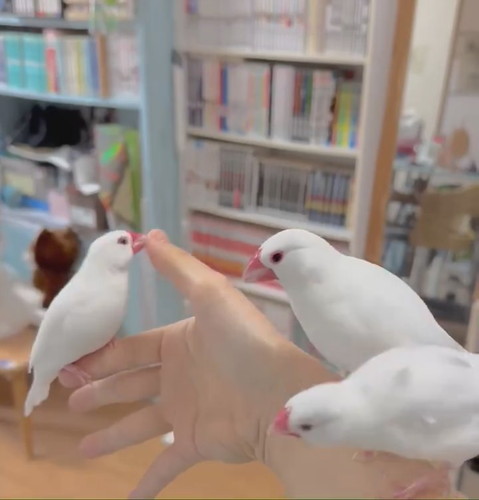 チンピラーズ文鳥のケンカにより……