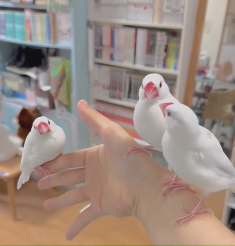 チンピラーズ文鳥のケンカにより……