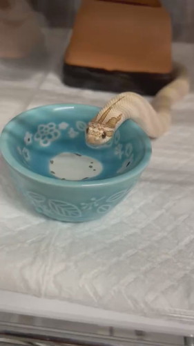 ヘビ