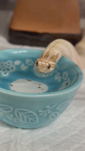 お水を飲むヘビさん