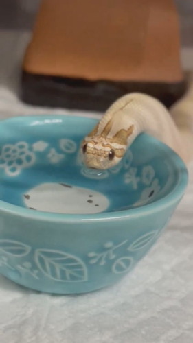 お水を飲むヘビさん