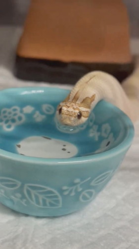 お水を飲むヘビさん
