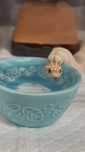 お水を飲むヘビさん