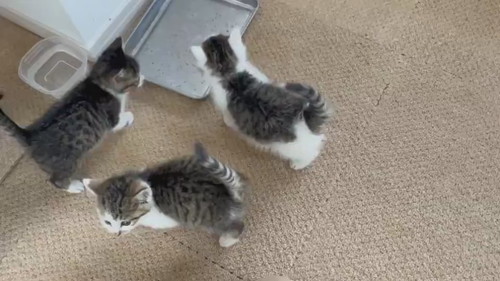 子猫の大合唱