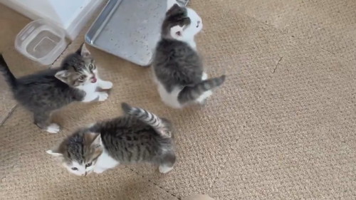 子猫の大合唱