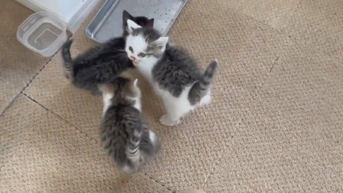 子猫の大合唱