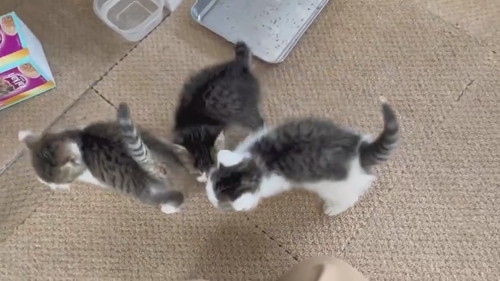 子猫の大合唱