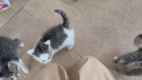 子猫の大合唱