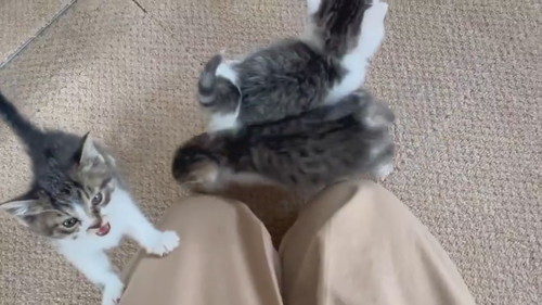 子猫の大合唱