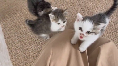 子猫の大合唱