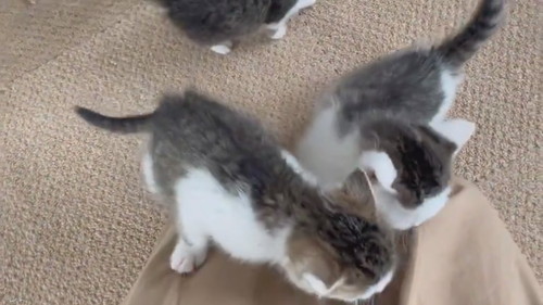 子猫の大合唱