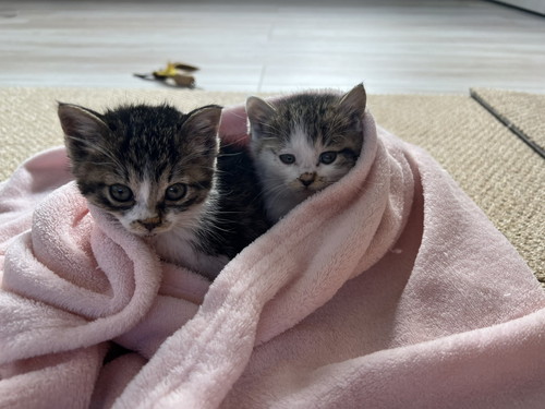 子猫たち
