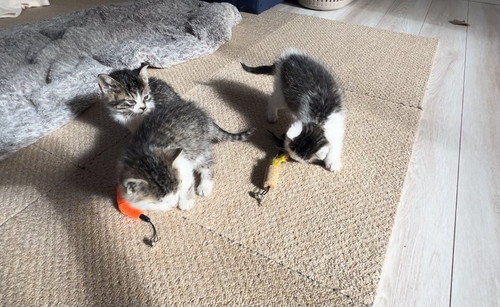子猫たち