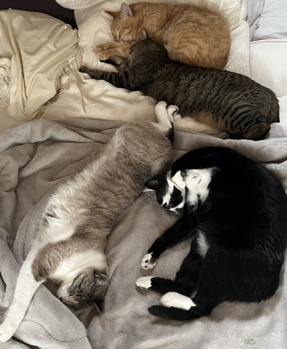 4匹の猫たち