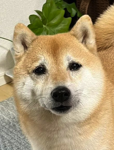 とっても悲しそうな表情の柴犬