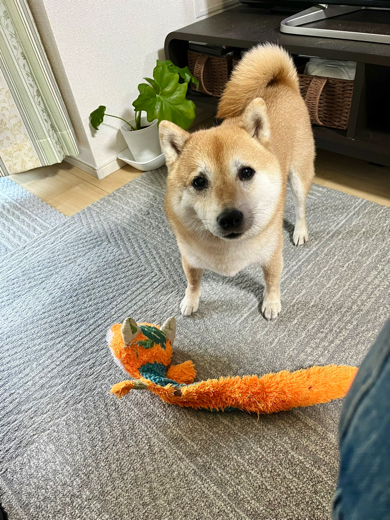 切り替えが早い柴犬