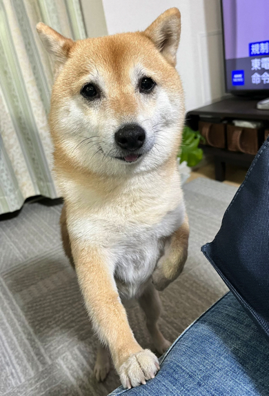 つかまり立ちが上手な柴犬