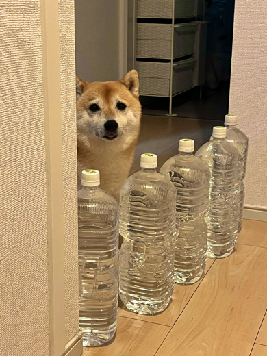 お留守番が寂しい柴犬