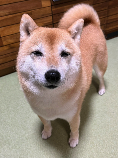 眠いけど飼い主さんを待ちたい柴犬