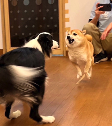 お友達と遊ぶ柴犬
