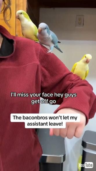 人の腕に乗る3羽のインコ