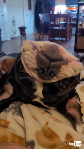 頭をさかさまにする犬