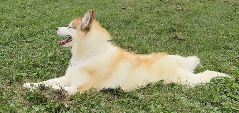 芝生に伏せするわんこ