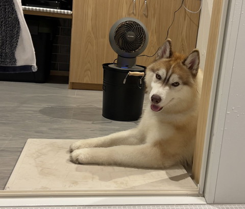お風呂前で待つハスキー