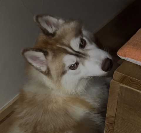 しかめっ面ワンコ