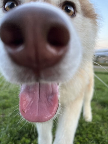 ドアップワンコ