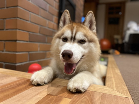 隙間から前足とお顔出すワンコ