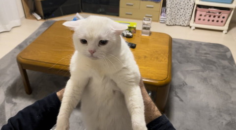 耳がたれてる猫