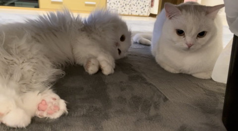 カーペットに猫2匹