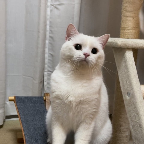座って遠く見てる猫