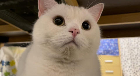 猫アップ
