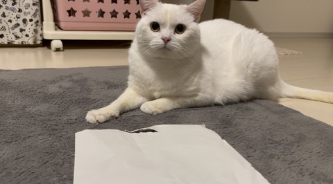 破れた紙と猫