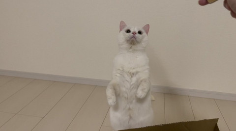 2足立ち猫