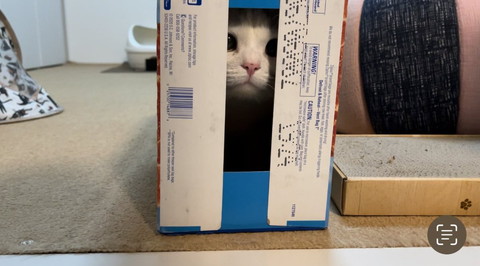 箱に入ってる猫