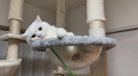 タワーでおもちゃ見てる猫