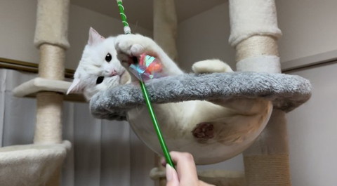 タワーでおもちゃで遊ぶ猫