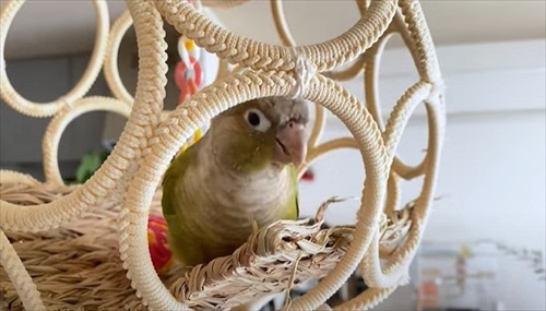 自分の影をみて「ごまちゃんがいた」というインコ